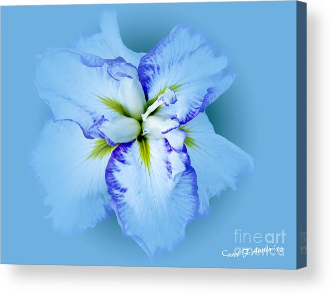 Iris Acrylic Print featuring the photograph Iris in Blue by Carol F Austin