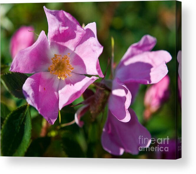 Wild Rose Acrylic Print featuring the photograph Jasper - Wild Rose 2 by Terry Elniski