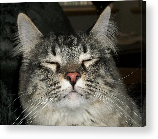 Cat Acrylic Print featuring the photograph Jeff by Paula Greenlee