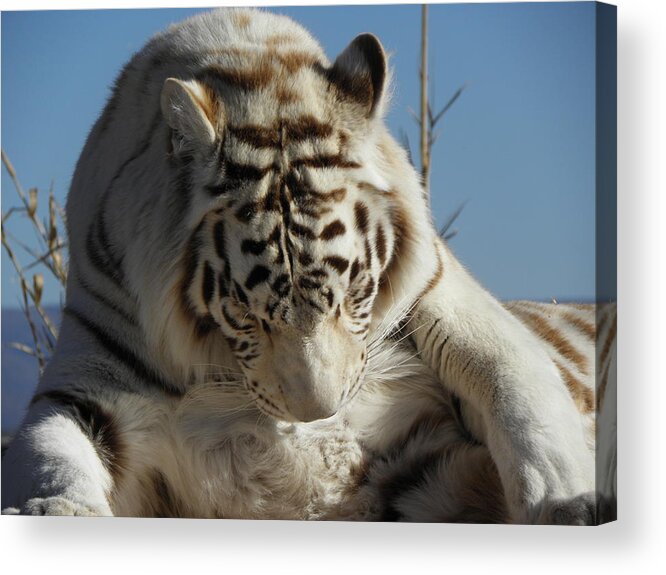 White Acrylic Print featuring the photograph Keeping Clean by Kim Galluzzo