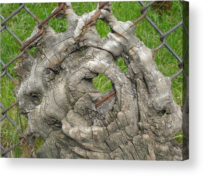 Ennis Acrylic Print featuring the photograph Knot In Fence 1 by Christophe Ennis