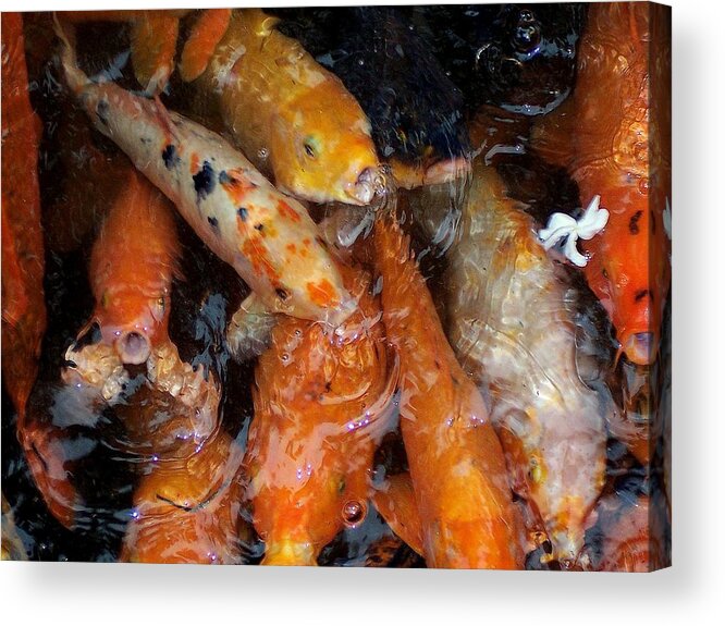 Koi Acrylic Print featuring the photograph Koi in Pond by Peter Mooyman
