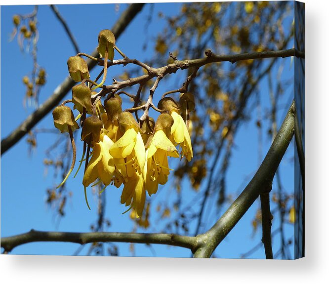 New Zealand Acrylic Print featuring the photograph Kowhai Flower by Jackie Sherwood