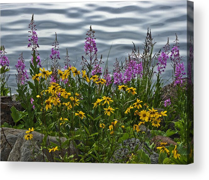 Fire Weed Acrylic Print featuring the photograph Lakeside Beauties by John and Julie Black