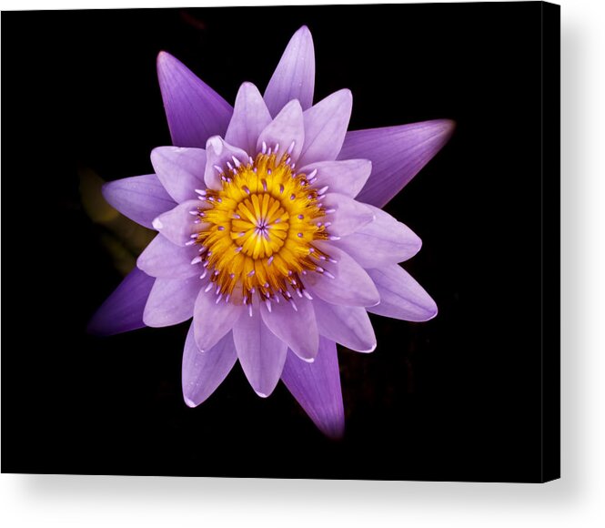 Alone Acrylic Print featuring the photograph Lavender Water Liliy III by Joe Carini - Printscapes
