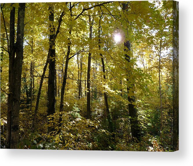 Woods Acrylic Print featuring the photograph Let the Sunshine In by Terry Eve Tanner