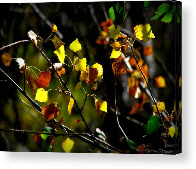 Prescott National Forest Acrylic Print featuring the photograph Light on the Leaves by Aaron Burrows