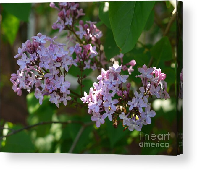 Lilacs Acrylic Print featuring the photograph Lilacs in the Garden by Heather Hennick