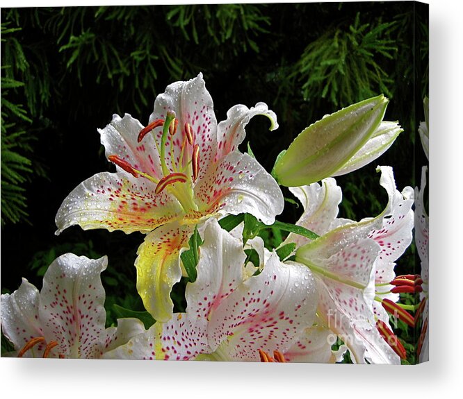 Lily Acrylic Print featuring the photograph Lilies In The Rain by Byron Varvarigos