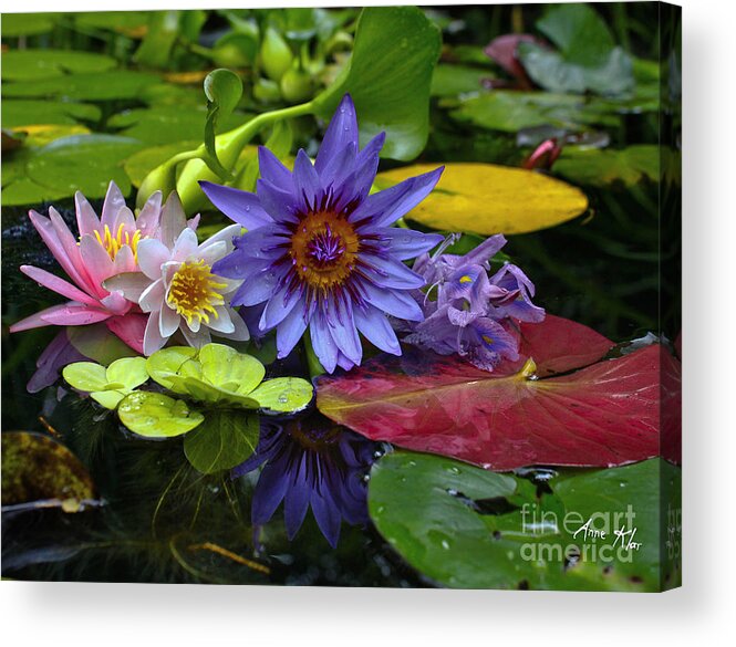 Waterlilies Acrylic Print featuring the photograph Lilies No. 13 by Anne Klar