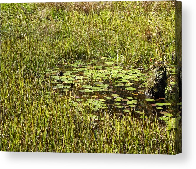 Lily Acrylic Print featuring the photograph Lily Pads by Kim Galluzzo