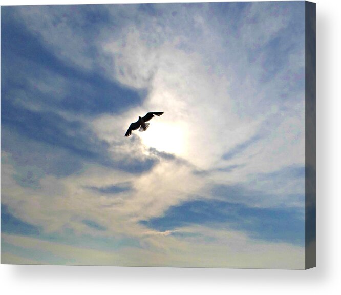 Seagull Acrylic Print featuring the photograph Lit From Above by Dark Whimsy