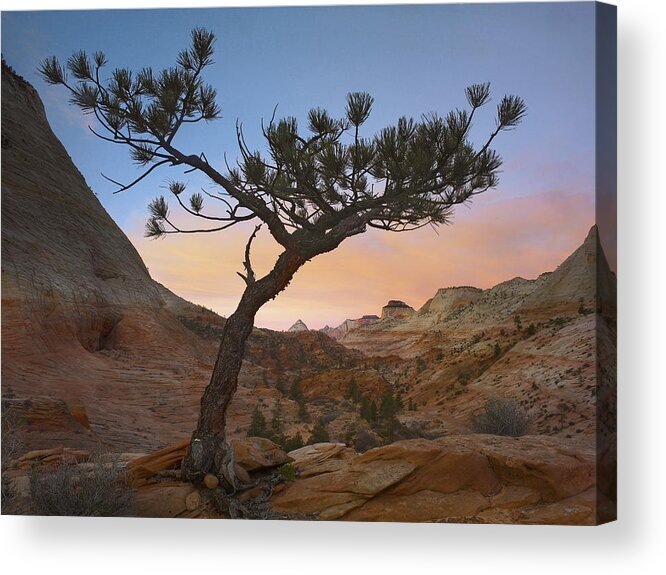 00175546 Acrylic Print featuring the photograph Lone Pine Tree With East And West by Tim Fitzharris