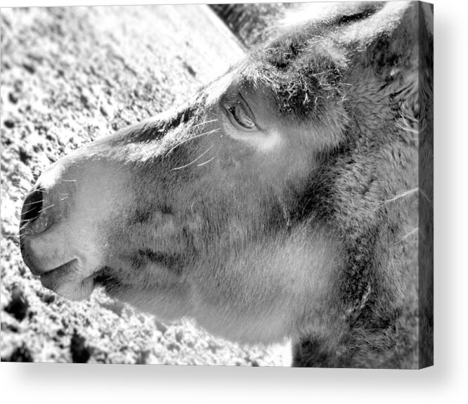 Horse Acrylic Print featuring the photograph Lonley Horse by Melody McCoy