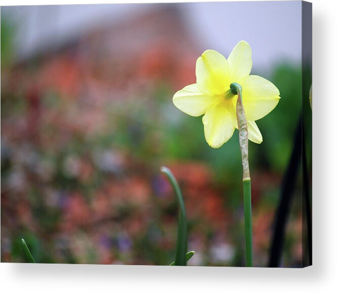 Yellow Flower Acrylic Print featuring the photograph Looking Back by Amee Cave