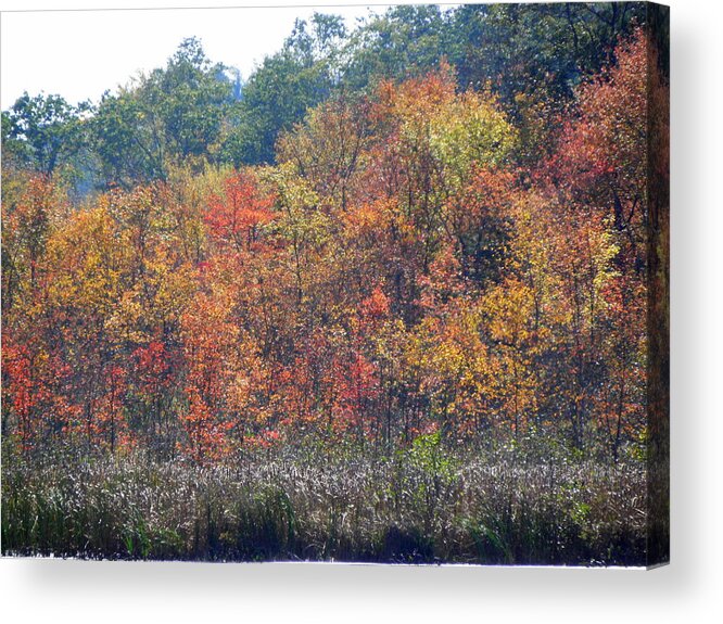 Autumn Acrylic Print featuring the photograph Looks Like A Painting by Kim Galluzzo