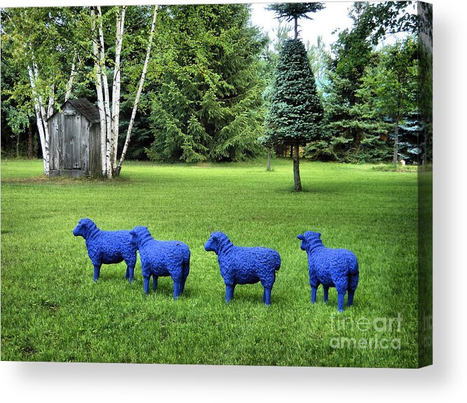 Gardens Acrylic Print featuring the photograph Lost Little Sheep 2 by Andrea Kollo