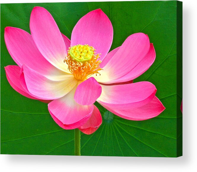 Flower Acrylic Print featuring the photograph Lotus by Jean Noren