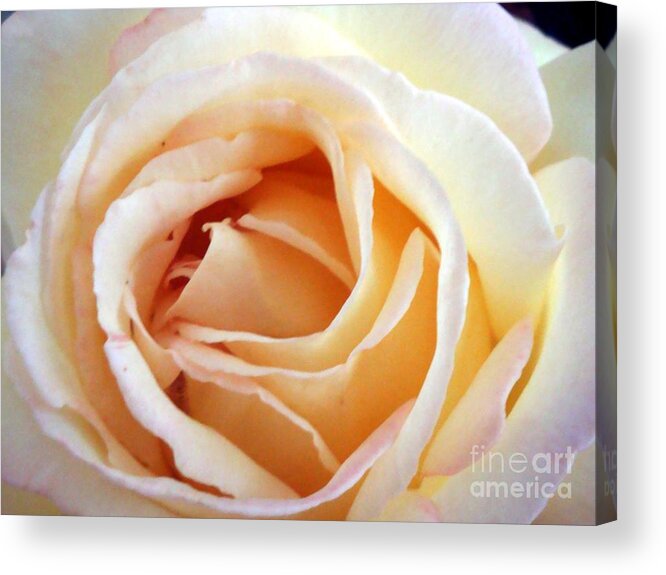 Roses Acrylic Print featuring the photograph Love unfurling by Vonda Lawson-Rosa