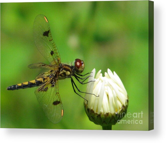 Insects Acrylic Print featuring the photograph Lucky Dragonfly by Lili Feinstein