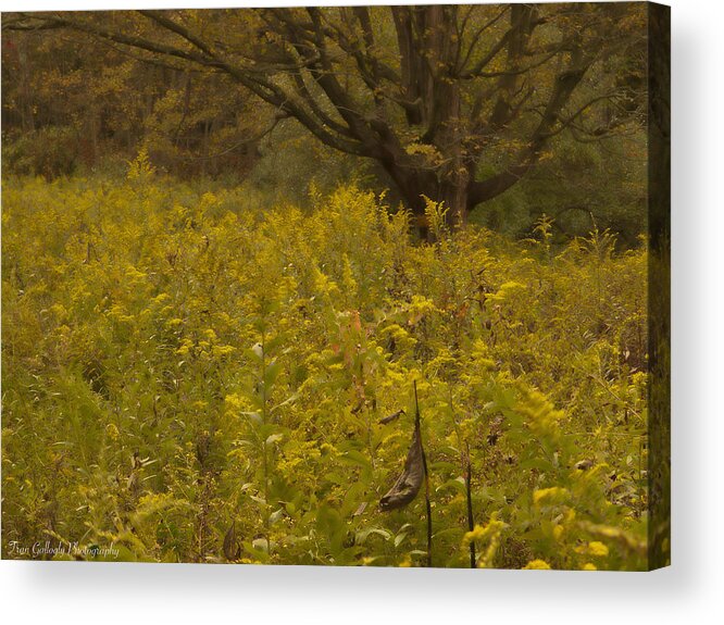 Landscape Acrylic Print featuring the photograph Luminous Meadow by Fran Gallogly