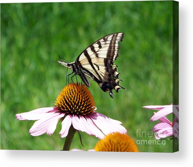 Butterflies Acrylic Print featuring the photograph Lunch Time by Dorrene BrownButterfield