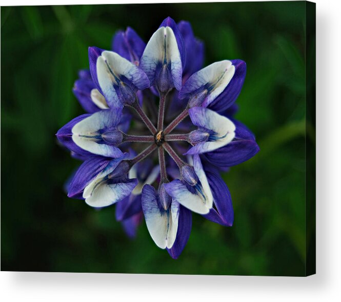 Acrylic Print featuring the photograph Lupine from Above by Marilynne Bull