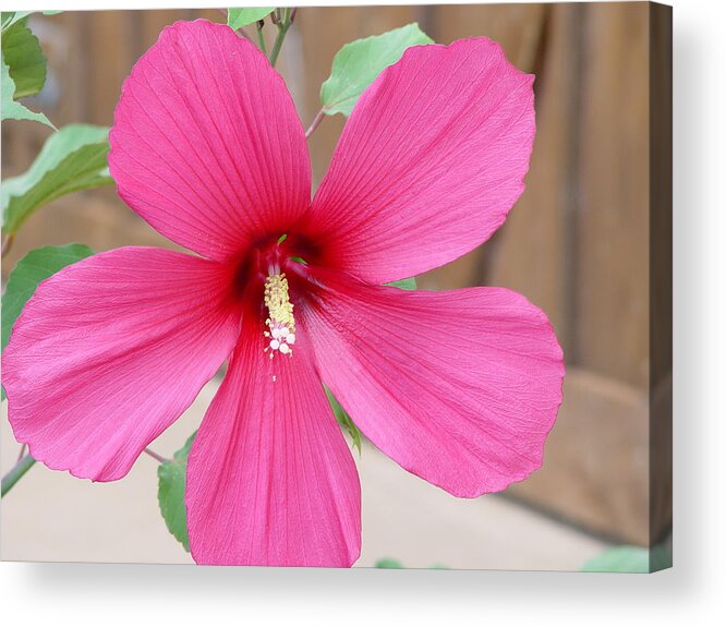Magnificent Hibiscus Acrylic Print featuring the photograph Magnificent Hibiscus by Elizabeth Sullivan