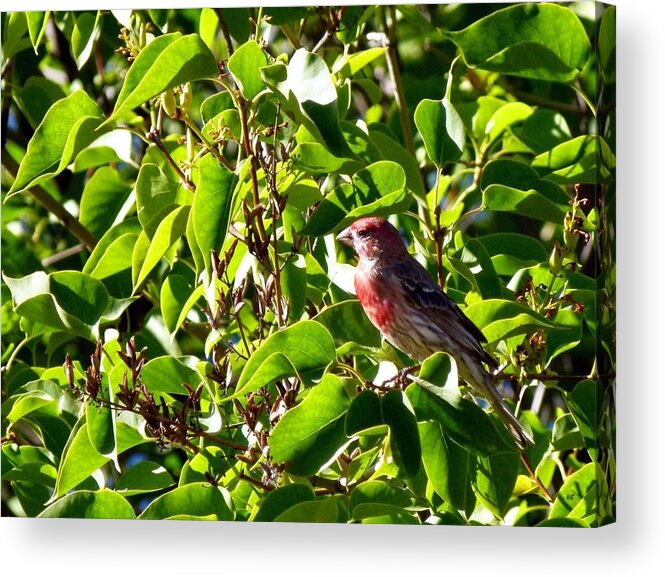 Male House Finch Acrylic Print featuring the photograph Male House Finch by Will Borden