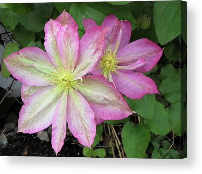 Garden Acrylic Print featuring the photograph Mary's Clematis - 001 by Shirley Heyn