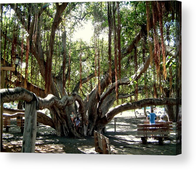 Maui Acrylic Print featuring the photograph Maui Banyan Tree Park by Rob Green