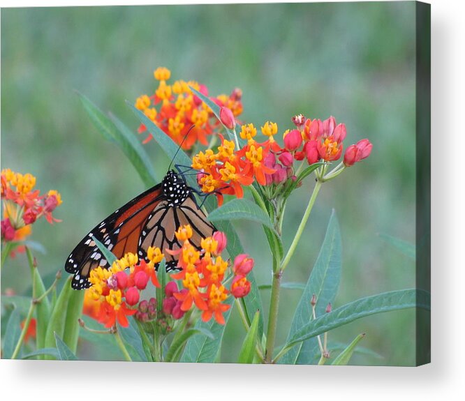 Monarch Acrylic Print featuring the photograph Monarch Butterfly Closeup by RobLew Photography