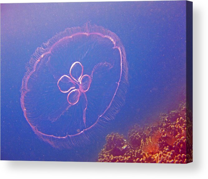Jelly Acrylic Print featuring the photograph Moon Jelly by Kelly Smith