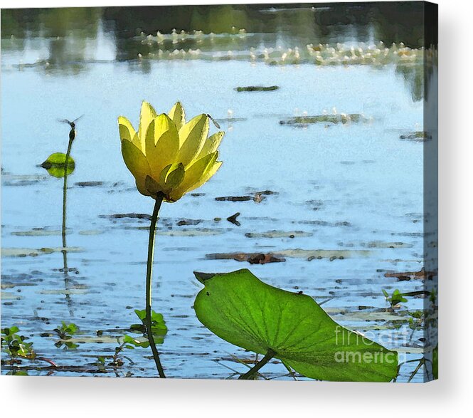 Lotus Acrylic Print featuring the photograph Morning Lotus Pond by Deborah Smith