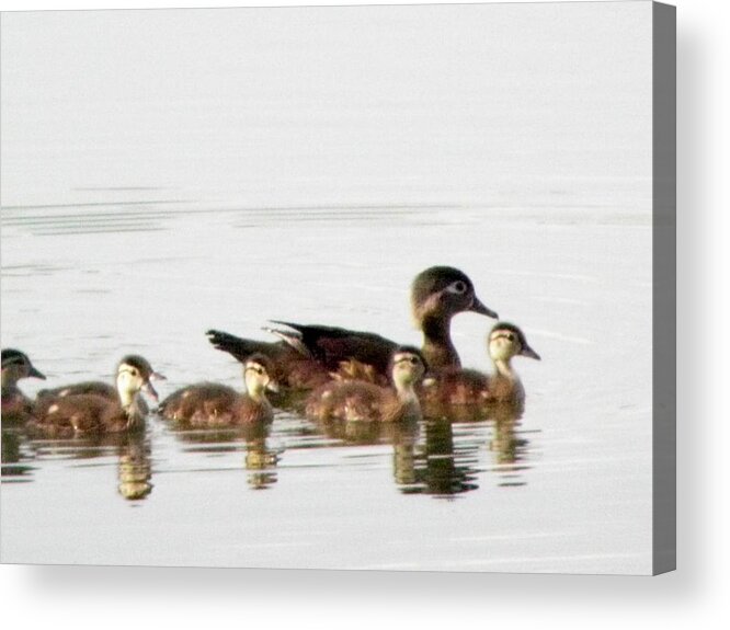 Woodduck Acrylic Print featuring the photograph Motherly Love by Kim Galluzzo