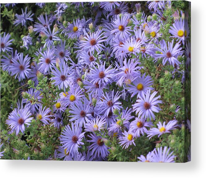 Purple Aster Acrylic Print featuring the photograph Mother's Asters by Shawn Hughes