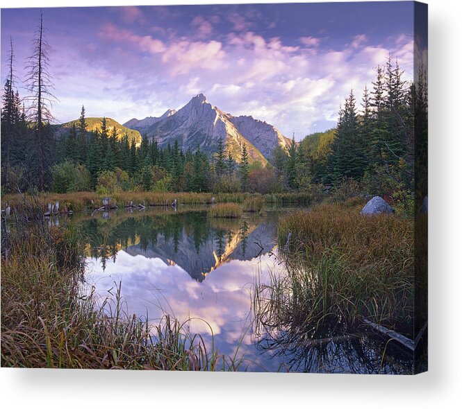 00175868 Acrylic Print featuring the photograph Mount Lorette And Spruce Trees by Tim Fitzharris