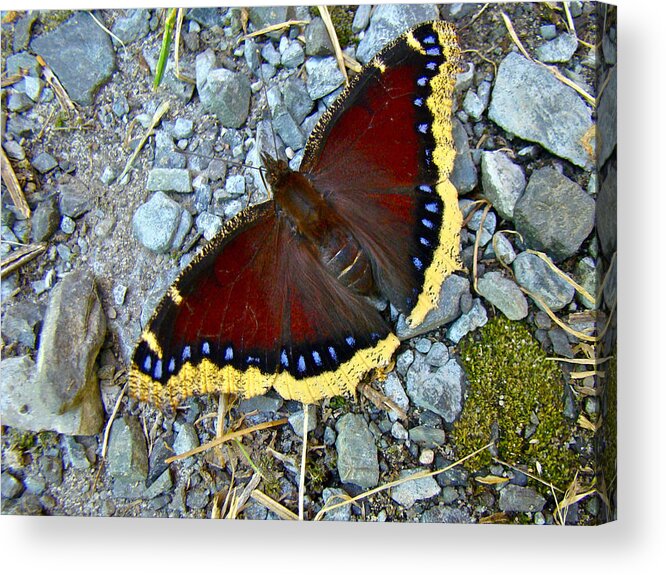 Mourning Cloak Acrylic Print featuring the photograph Mourning Cloak Butterfly - Nymphalis antiopa by Carol Senske