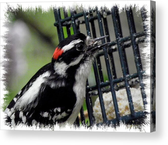 Downy Acrylic Print featuring the photograph Mr Downy Woodpecker by Kim Galluzzo Wozniak