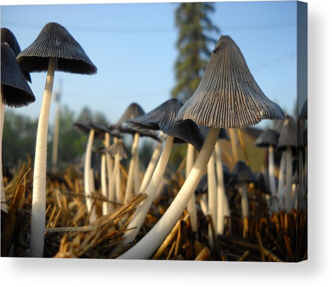 Mushroom Acrylic Print featuring the photograph Mushroom Leaning to the Right by Kent Lorentzen