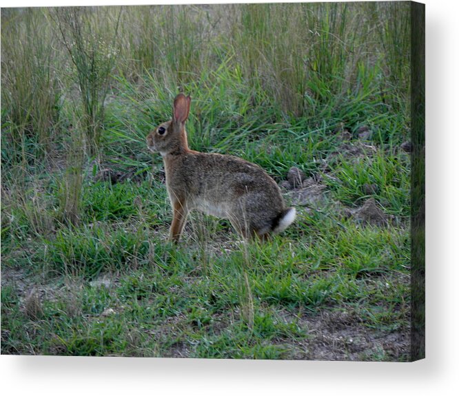 Rabbit Acrylic Print featuring the photograph my name is Peter by Kim Galluzzo