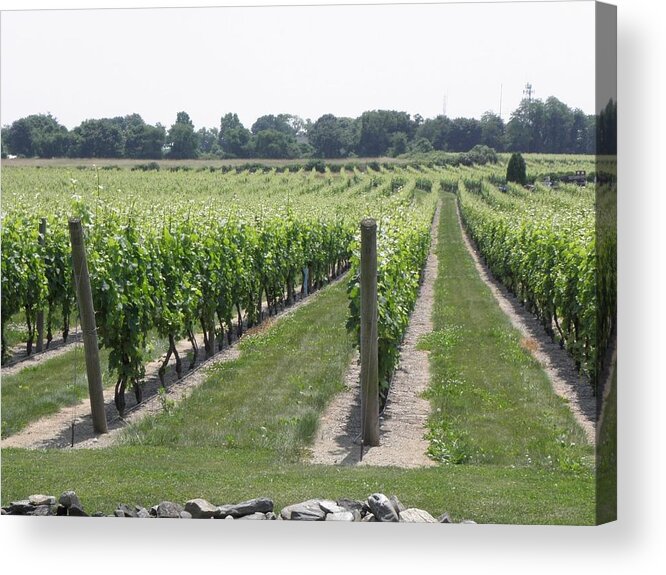 Vineyards Acrylic Print featuring the photograph Newport Vineyards by Kim Galluzzo