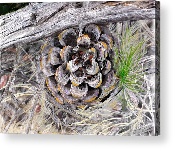 Pine Cone Acrylic Print featuring the digital art Next Generation by L J Oakes