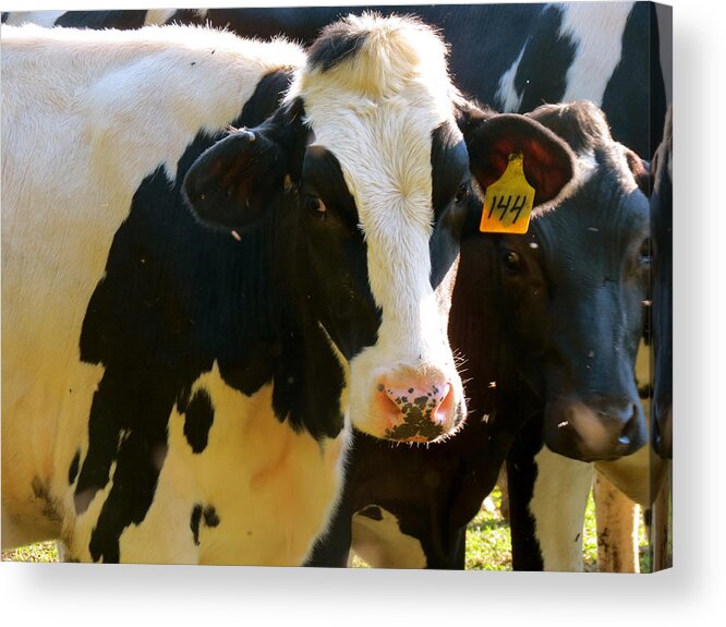 Cow Acrylic Print featuring the photograph Number 144 by Azthet Photography