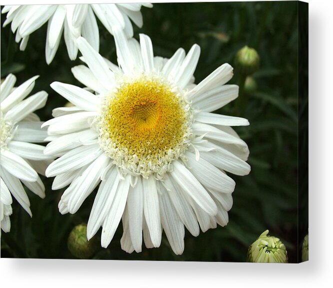 Daisy Acrylic Print featuring the photograph Oh Daisy by Carol Sweetwood