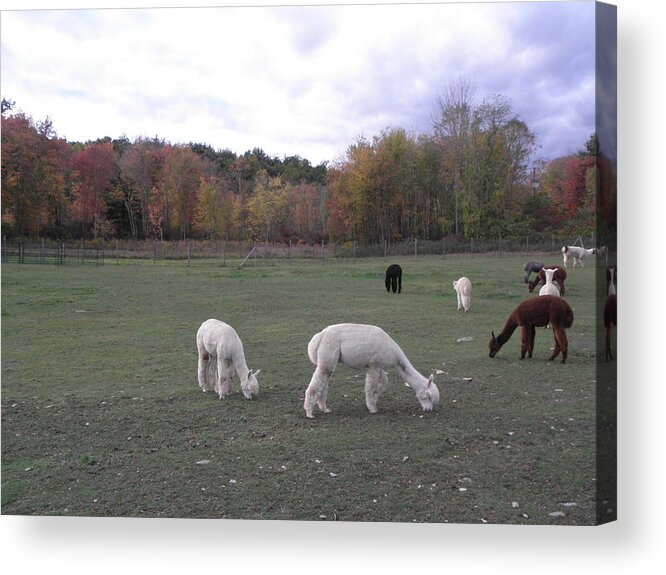 Alpaca Acrylic Print featuring the photograph On The Alpaca Farm by Kim Galluzzo