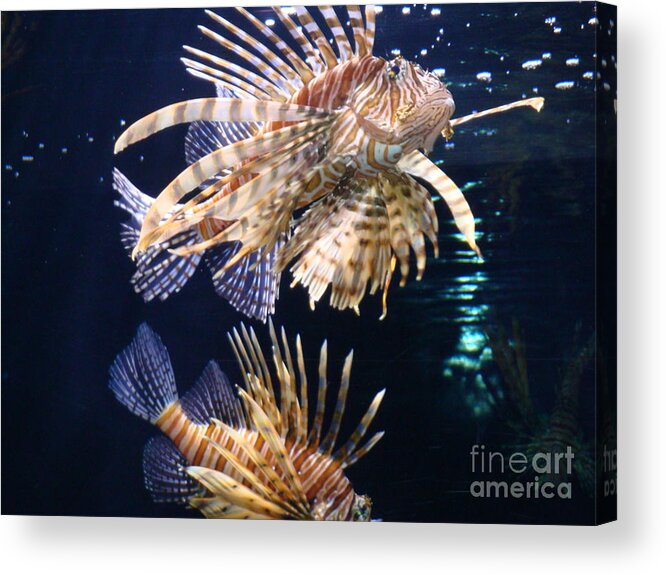 Lionfish Acrylic Print featuring the photograph On the Prowl by Vonda Lawson-Rosa