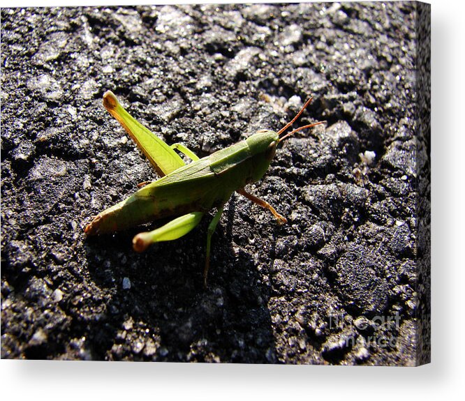 Grasshopper Acrylic Print featuring the photograph On the Road by Mark Holbrook