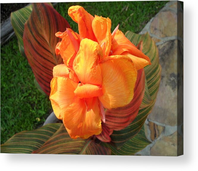 Canonlily Acrylic Print featuring the photograph Orange Canolily by Val Oconnor