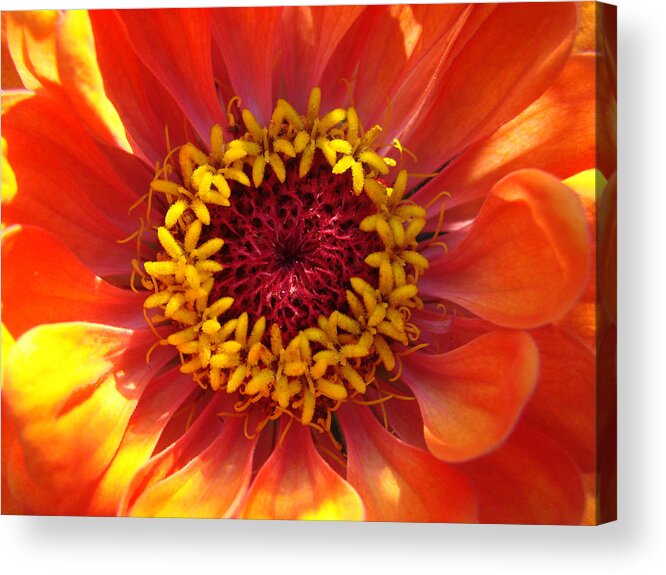 Close-up Acrylic Print featuring the photograph Orange Daisy by Ronda Broatch